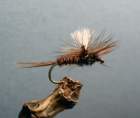 parachutepheasanttail_small.jpg